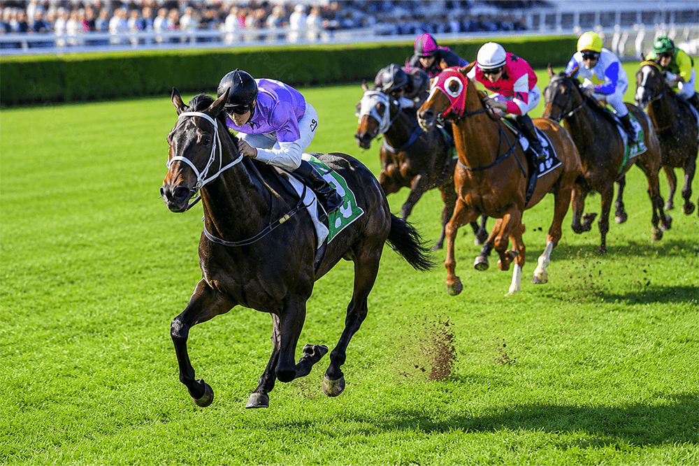 京都競馬場